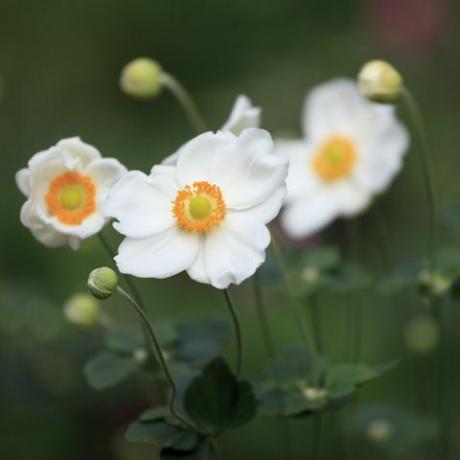 anémona japonesa blanca