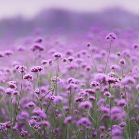 Huerto de verbena de color púrpura disparo de enfoque suave