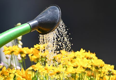 25 de junio de 2019, Baden Wuerttemberg, Friburgo, un jardinero regando las flores "Coreopsis ojo de niña" en el mercado de la catedral con una regadera foto patrick seegerdpa foto por patrick seegerpicture alliance via getty imágenes