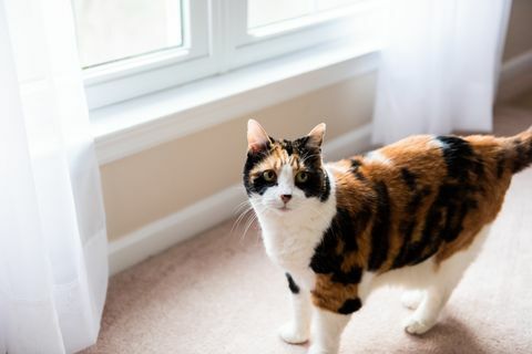 Hembra cara de gato calicó de pie mirando por la ventana en el piso de la alfombra del dormitorio y las cortinas