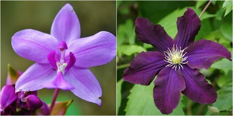 Flores de color púrpura: Clematis púrpura y orquídea púrpura