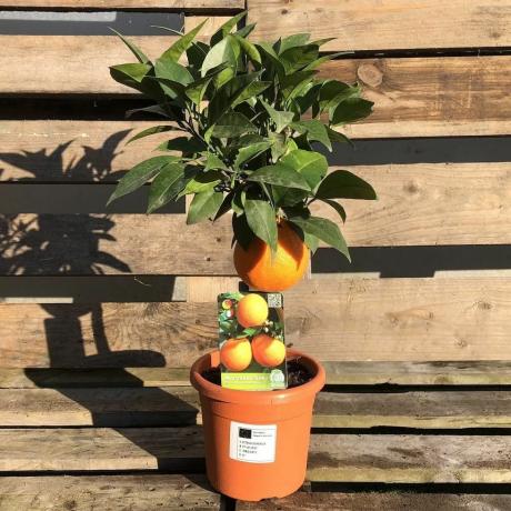 Mini árbol de cítricos naranja