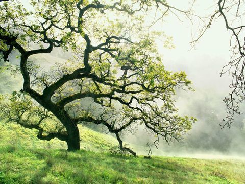 fotógrafo de jardín del año