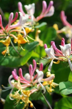 madreselva flor templada