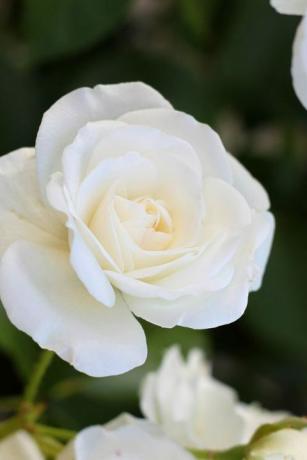 Cerca de rosa blanca que florece al aire libre