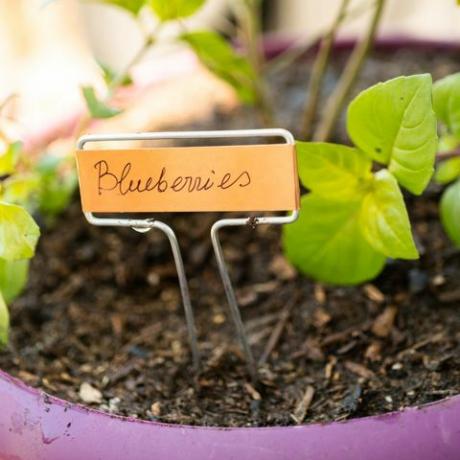 Plantar plantas de arándanos en una maceta de jardín