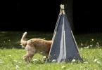 MADE acaba de lanzar un tipi para perros que es dulce y elegante