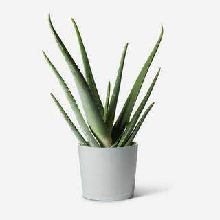 Planta de aloe vera