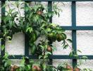 Los mejores árboles frutales para jardines pequeños