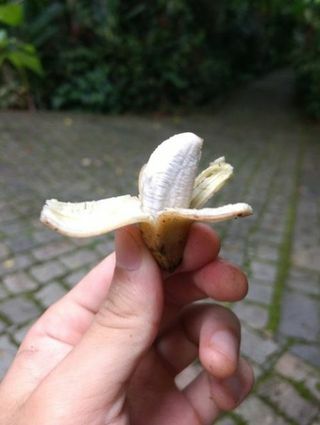 pequeño plátano
