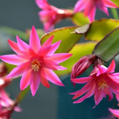 flores rosadas de zygocactus schlumbergera iluminadas por la luz del sol en el jardín, también conocidas como cactus cangrejo, cactus de navidad o cactus de acción de gracias