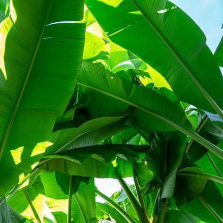 plantas tropicales, palmera bananera