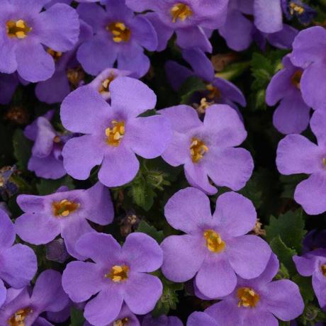 Bacopa Azul 9cm En Macetas Reciclables x 3 Plantas