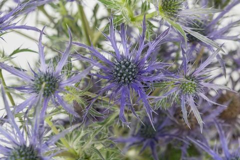 Eryngium 'Blue Waves' - Chelsea Flower Show - finalista de la planta del año 2018