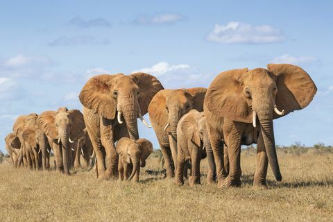 Kenia, Condado de Taita-Taveta, Parque Nacional Tsavo East, Manada de elefantes africanos (Loxodonta Africana) moviéndose en una sola fila