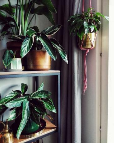 primer plano de planta en maceta por ventana en casa