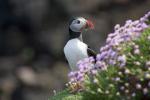 El Scottish Wildlife Trust está buscando a alguien para vivir en esta impresionante isla remota