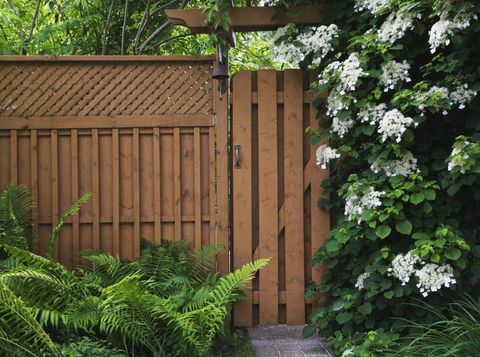 Camino de adoquines que conduce a una valla de madera con helechos (Pteridophyta) a la izquierda y flores blancas de Hydrangea Petiolaris trepadoras que crecen a un lado