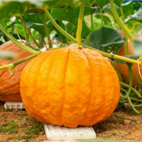 cómo cultivar una calabaza: una guía de expertos para cultivar calabazas