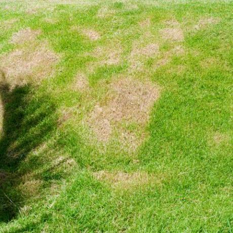 hierba muerta del fondo de la naturaleza un parche es causado por la destrucción del hongo rhizoctonia solani cambio de hoja de hierba de verde a marrón muerto en un círculo fondo de textura de césped hierba seca muerta