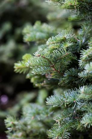 hermosos árboles de navidad recién cortados en la granja de árboles de navidad