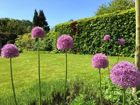 Flores rosadas y setos altos que crecen en el jardín doméstico