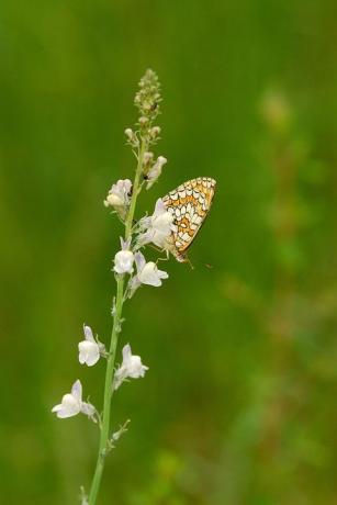 Mariposa en peligro de extinción