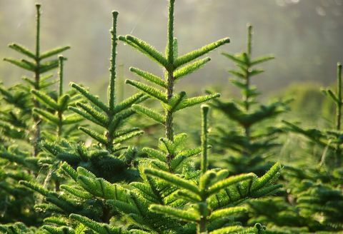 Las partes superiores de los pinos verdes.