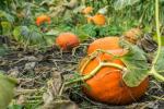 Cómo evitar que las calabazas se pudran