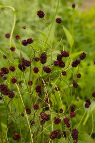 rhs garden for a green future diseñado por jamie butterworth hampton court palace garden festival 2021