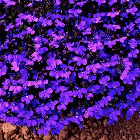 Lobelia Bush Palacio de Cristal