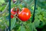 La aspirina previene el tizón en las plantas de tomate