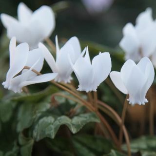 Ciclamen hederifolium var. hederifolio f. albiflorum