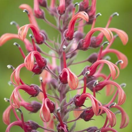 plantas tropicales, lobelia tupa, tabaco del diablo