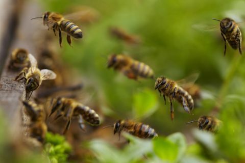 Miel de abeja volando