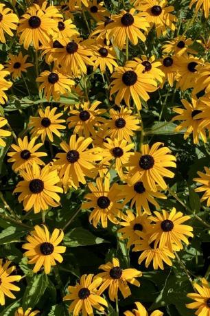 Susan rudebeckia de ojos ennegrecidos de color dorado flores silvestres que crecen a finales del verano