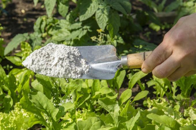 El jardinero espolvorea polvo de kieselgur de tierra de diatomeas para repelente de insectos orgánico no tóxico en ensalada en el jardín vegetal, insectos deshidratantes