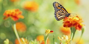 Mariposa monarca en flor de caléndula