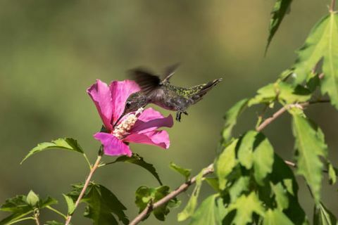 un colibrí vuela alrededor de una rosa de flor de sharon recolectando néctar o polen