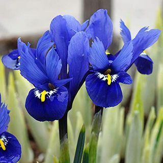 Iris reticulata 'armonía'