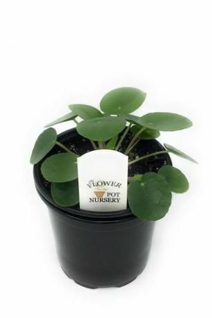 Pilea peperomioides, maceta de 4 pulgadas