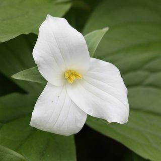 Trillium grandiflorum