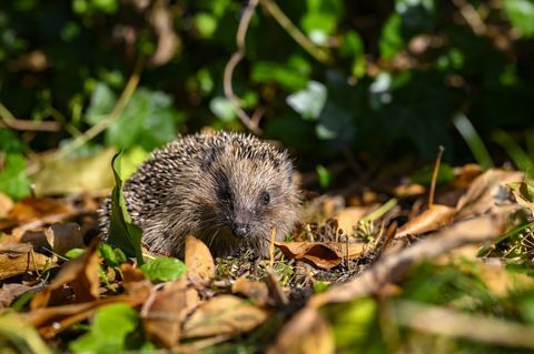 Joven erizo Erinaceus europaeus en el jardín entre follaje seco en un soleado día de otoño