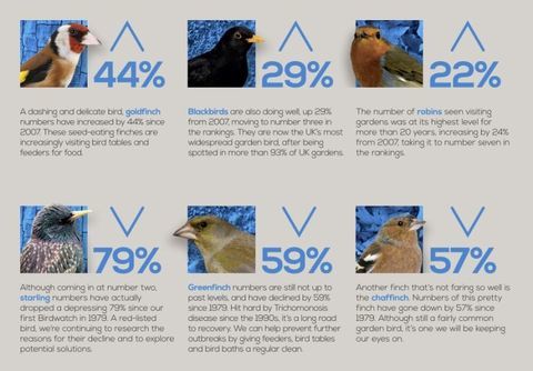 resultados de observación de aves