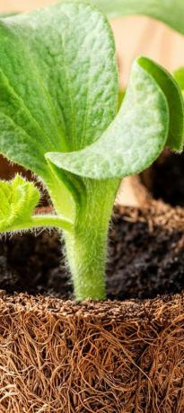 Las plántulas jóvenes en macetas biodegradables de cerca el cultivo de plántulas de calabaza en macetas de coco jardinería de primavera