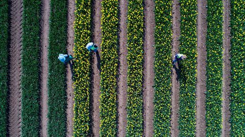 trabajadores revisando los tulipanes en el último campo de bulbos restante de Gran Bretaña cerca de King's Lynn, Norfolk