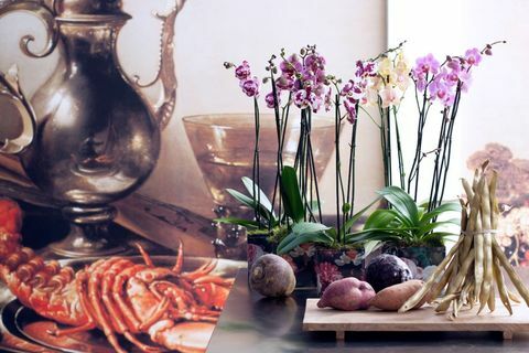 Phalaenopsis: orquídeas que adoptan la tendencia de armonizar