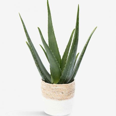 Cesta de Paja y Planta de Aloe Vera