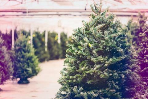 Foto de granja de árboles de Navidad