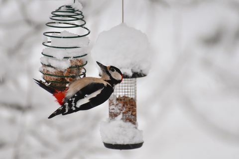 Fauna en el jardín durante la temporada de invierno. Pico picapinos macho colgando de un comedero para pájaros. Mucha nieve en el jardín y en los comederos. Centrarse en pájaros y comederos. Telón de fondo desenfocado.